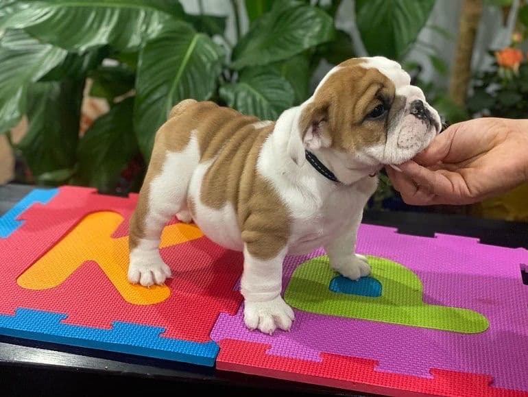 Bulldog Puppies breeder image 20