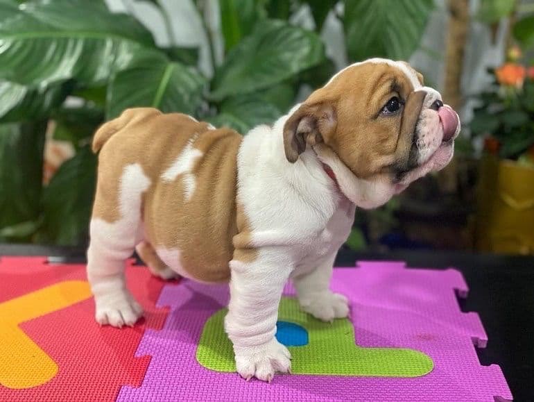 Bulldog Puppies breeder image 24