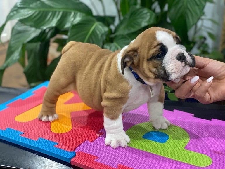Bulldog Puppies breeder image 23