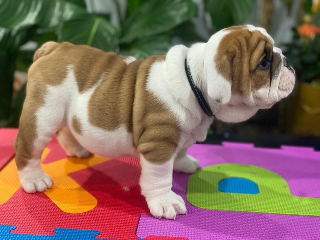 Bulldog Puppies breeder image 26