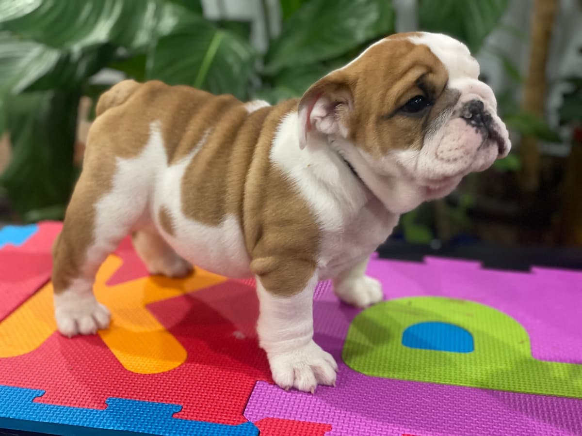 Bulldog Puppies breeder image 27