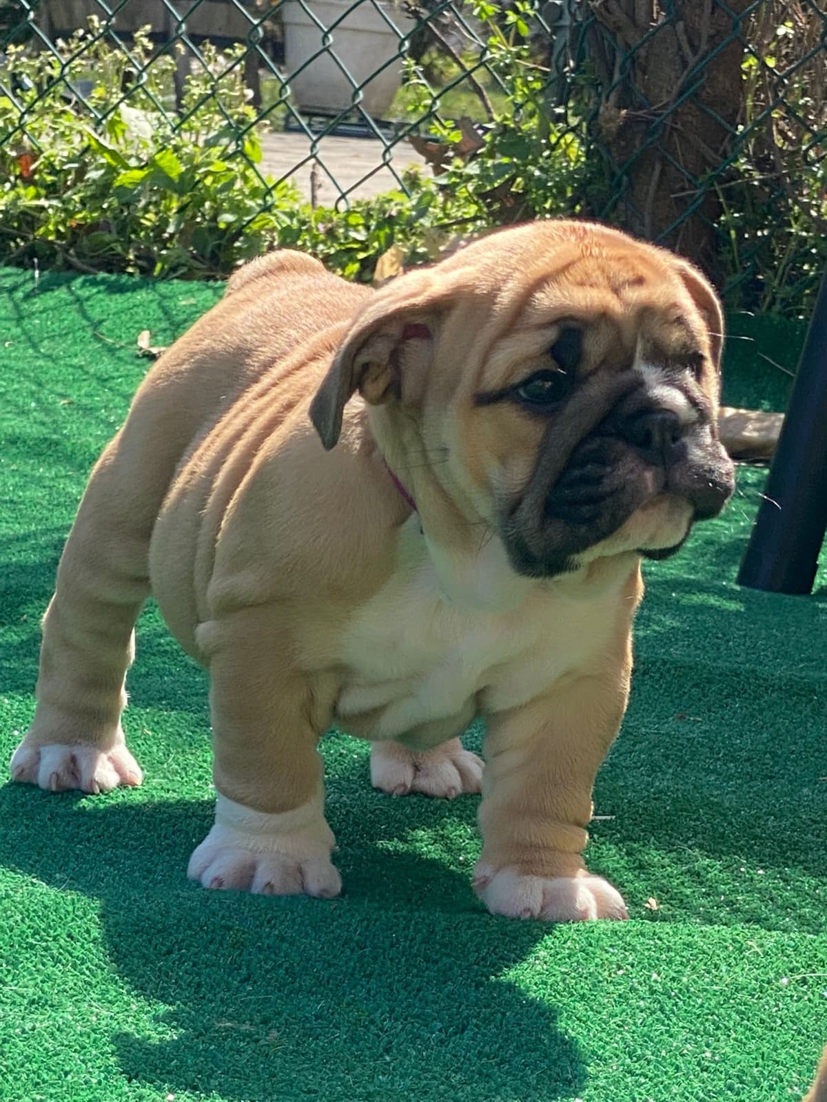 Bulldog Puppies breeder image 28