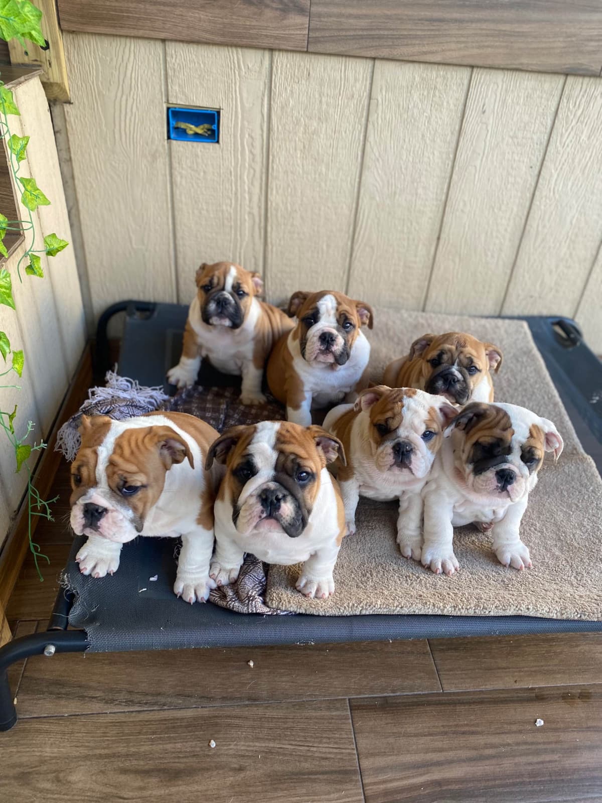 Bulldog Puppies breeder image 29