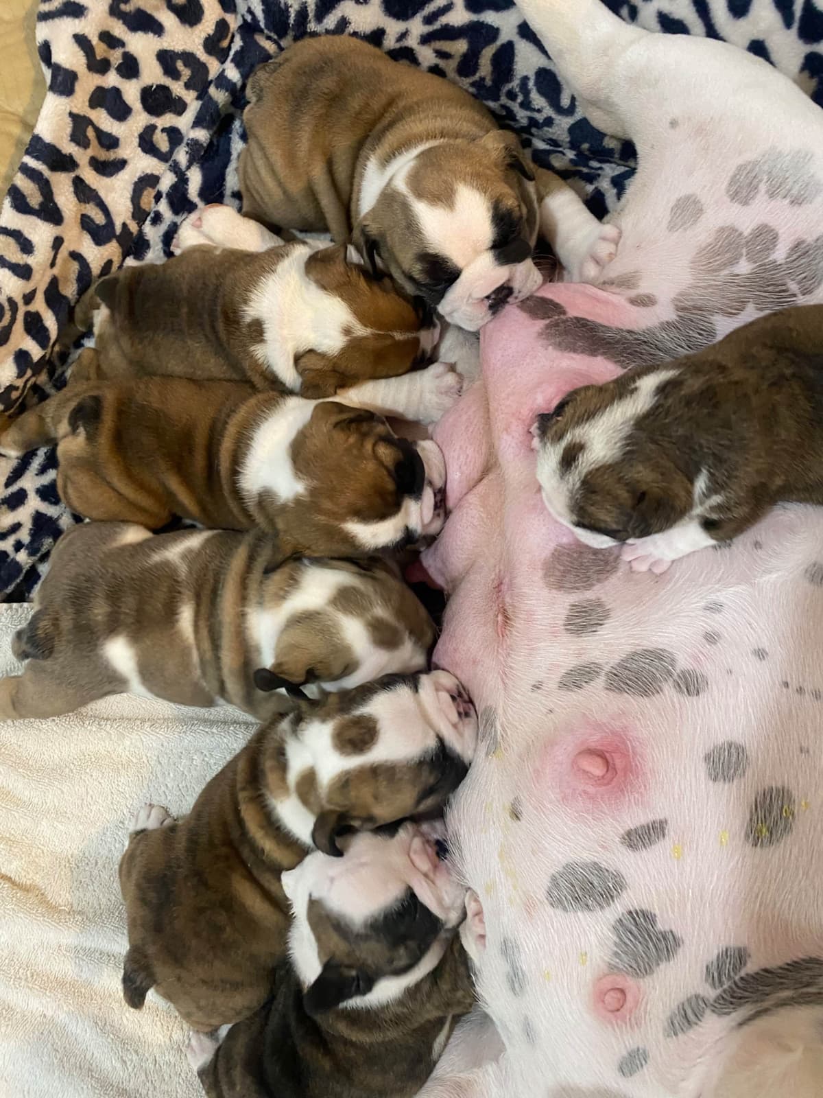 Bulldog Puppies breeder image 30