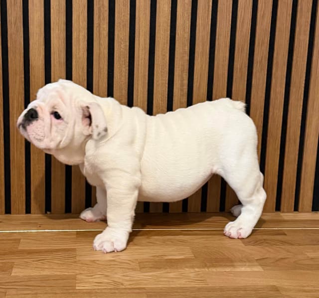 Bulldog Puppies media 2
