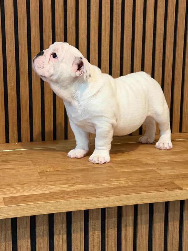 Bulldog Puppies media 3
