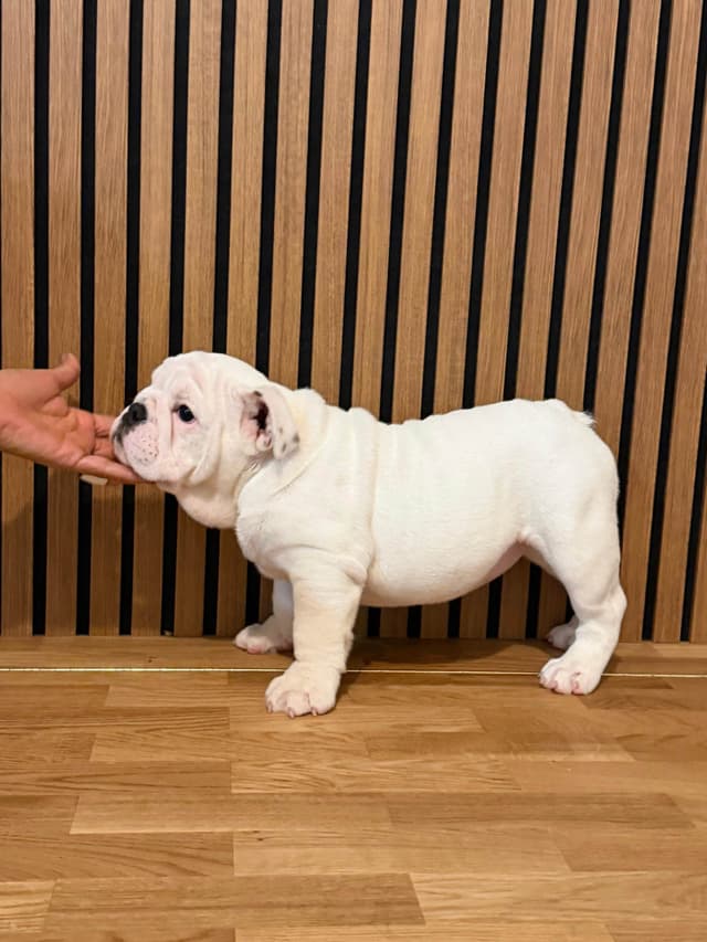 Bulldog Puppies media 4