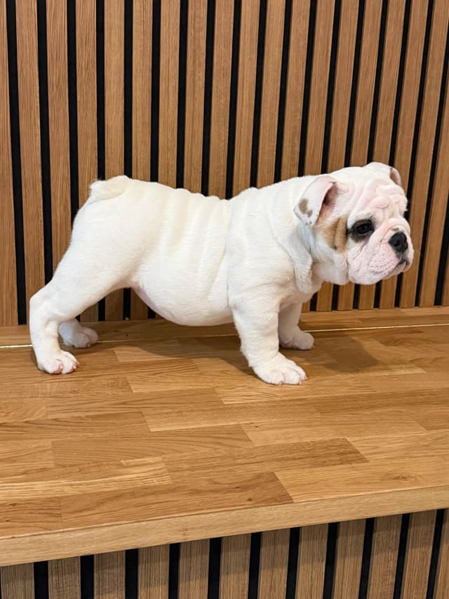 Bulldog Puppies media 5
