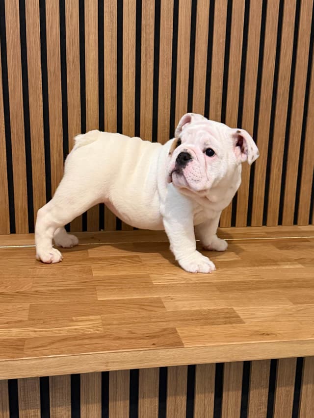 Bulldog Puppies media 6