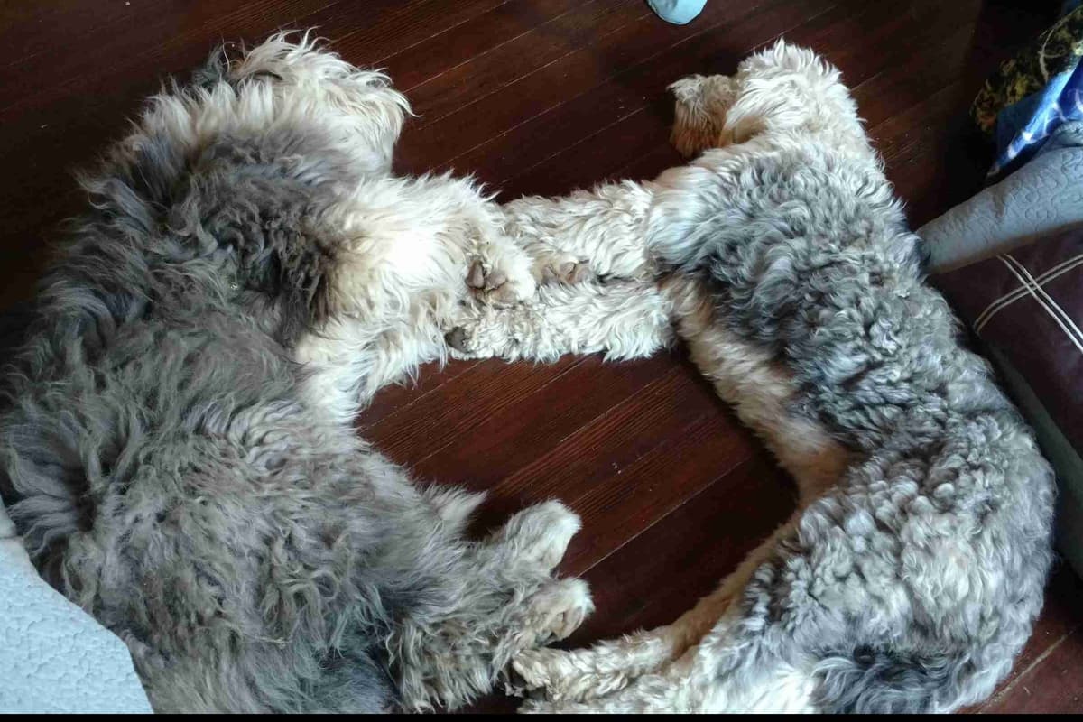 Old English Sheepdog Puppies breeder image 1
