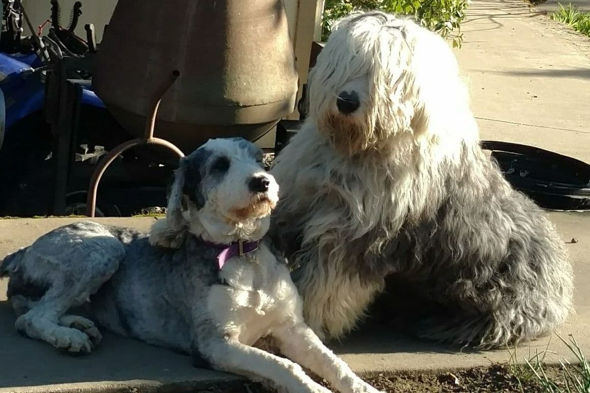 Old English Sheepdog Puppies breeder image 6