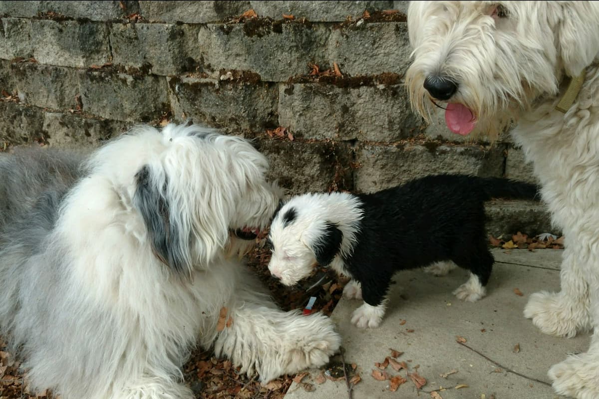 Old English Sheepdog Puppies breeder image 10