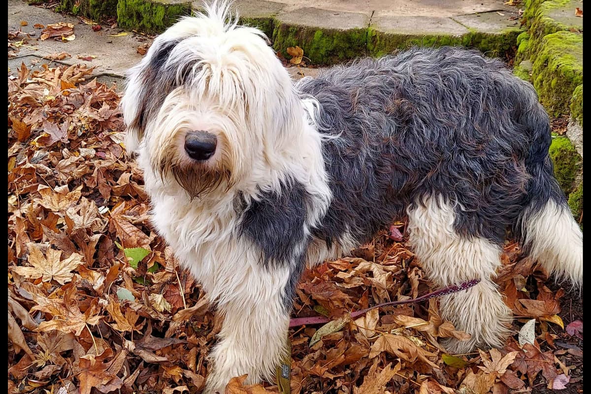 Old English Sheepdog Puppies breeder image 14