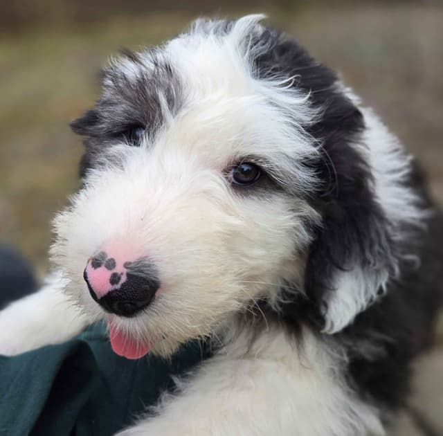 Old English Sheepdog Puppies media 2