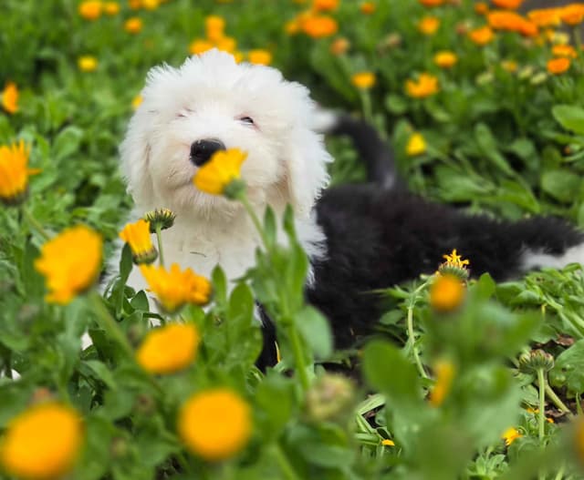 Old English Sheepdog Puppies media 4