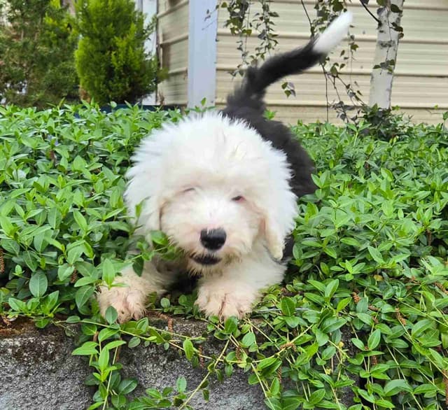 Old English Sheepdog Puppies media 5