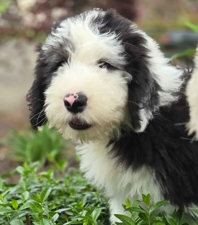 Old English Sheepdog Puppies media 6