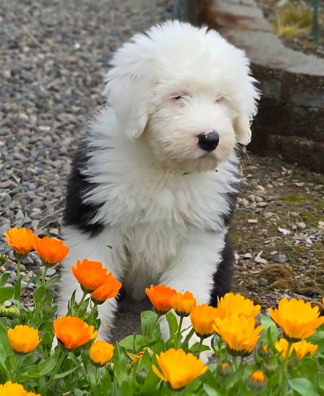 Old English Sheepdog Puppies media 7