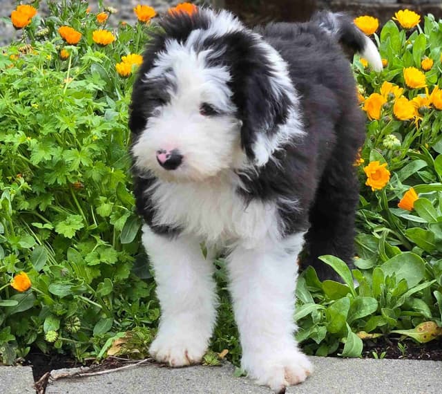 Old English Sheepdog Puppies media 8
