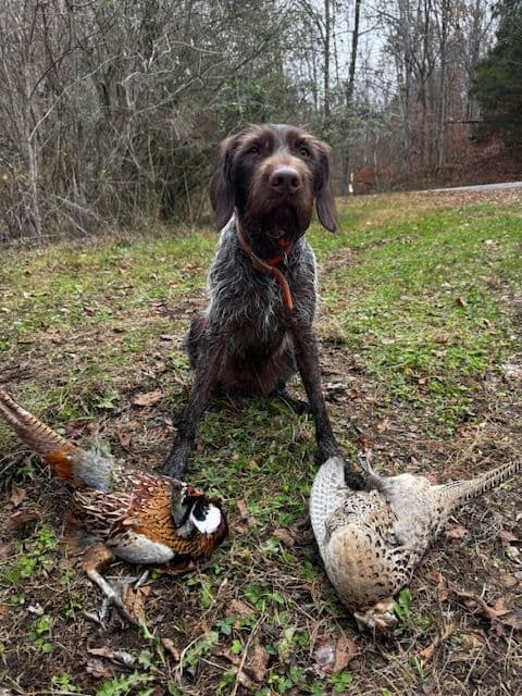 German Wirehaired Pointer Puppies breeder image 3