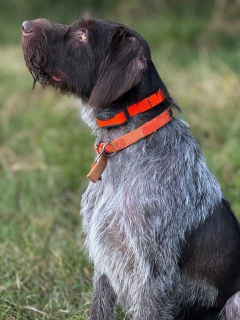 German Wirehaired Pointer Puppies breeder image 2