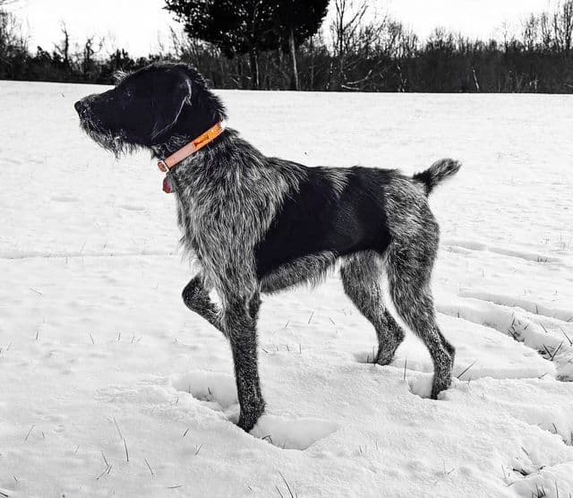German Wirehaired Pointer Puppies breeder image 4