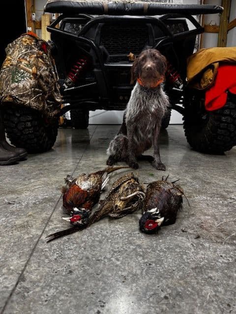 German Wirehaired Pointer Puppies media 2