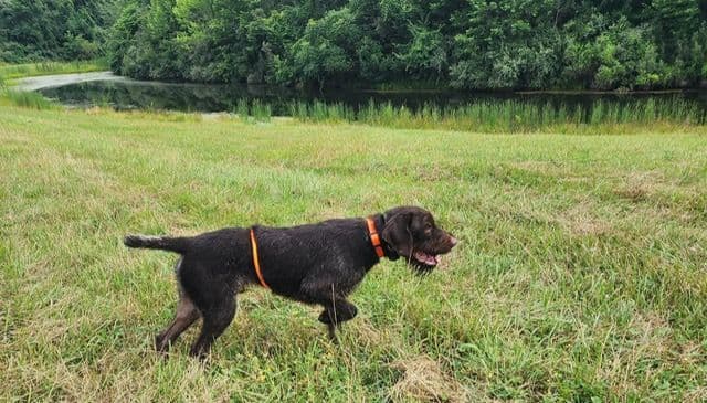 German Wirehaired Pointer Puppies media 10