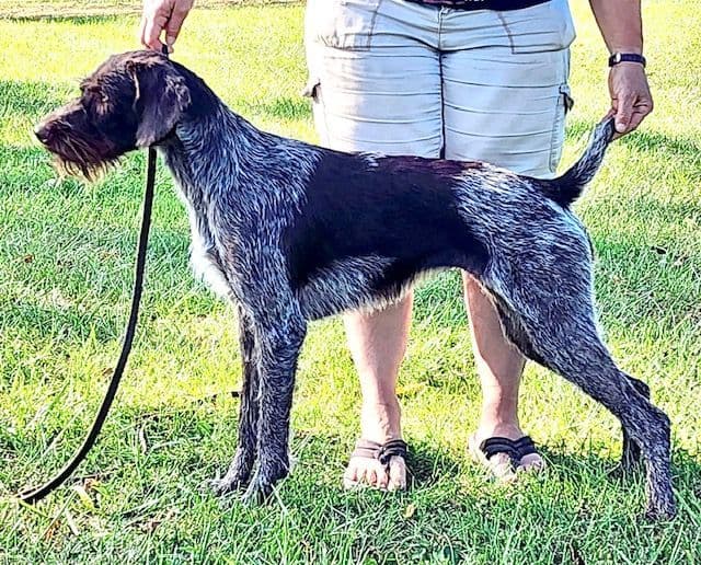 German Wirehaired Pointer Puppies media 3