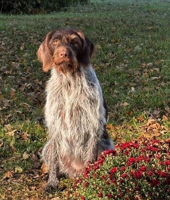 German Wirehaired Pointer Puppies media 7