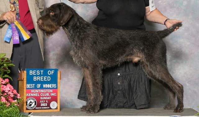 German Wirehaired Pointer Puppies media 9