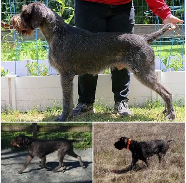 German Wirehaired Pointer Puppies media 11