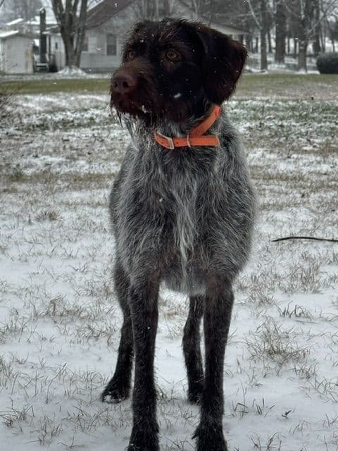 German Wirehaired Pointer Puppies media 8