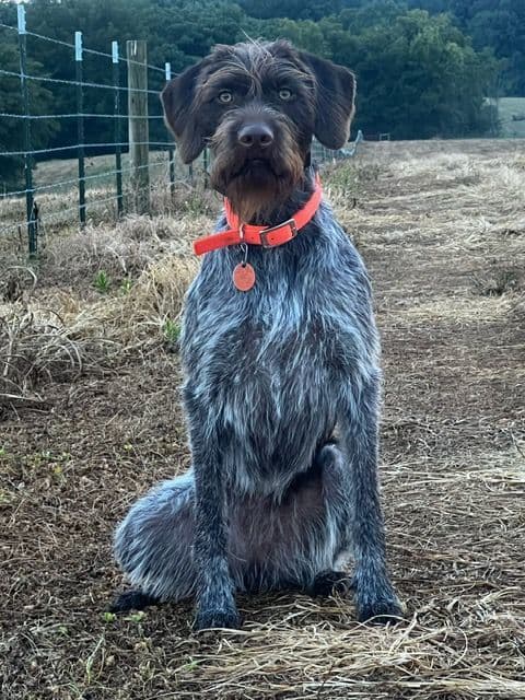 German Wirehaired Pointer Puppies media 5