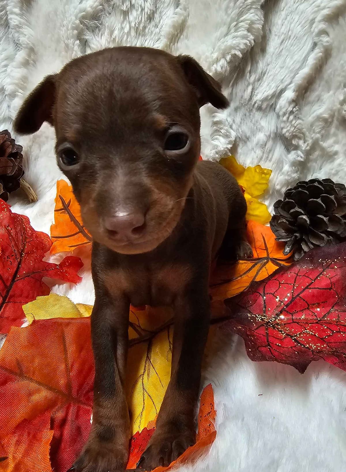 Miniature Pinscher Puppies breeder image 1