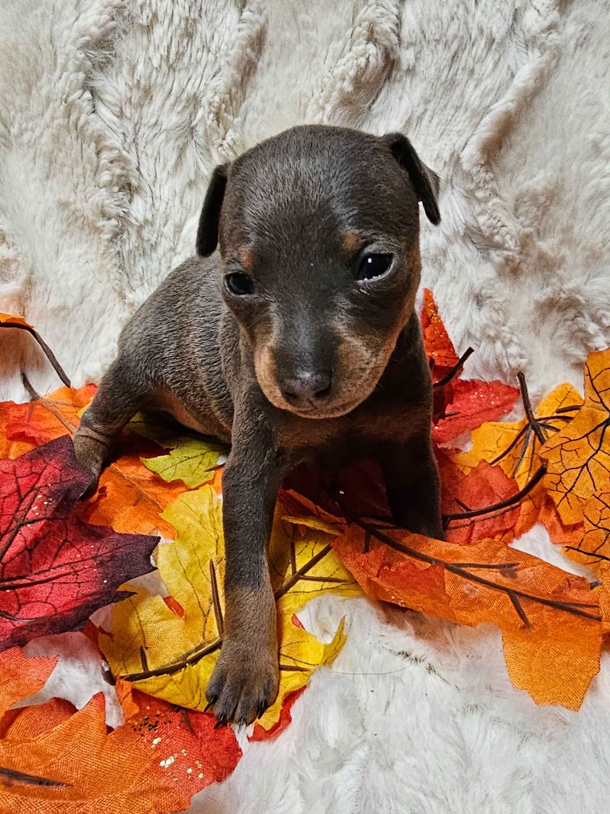 Miniature Pinscher Puppies breeder image 2