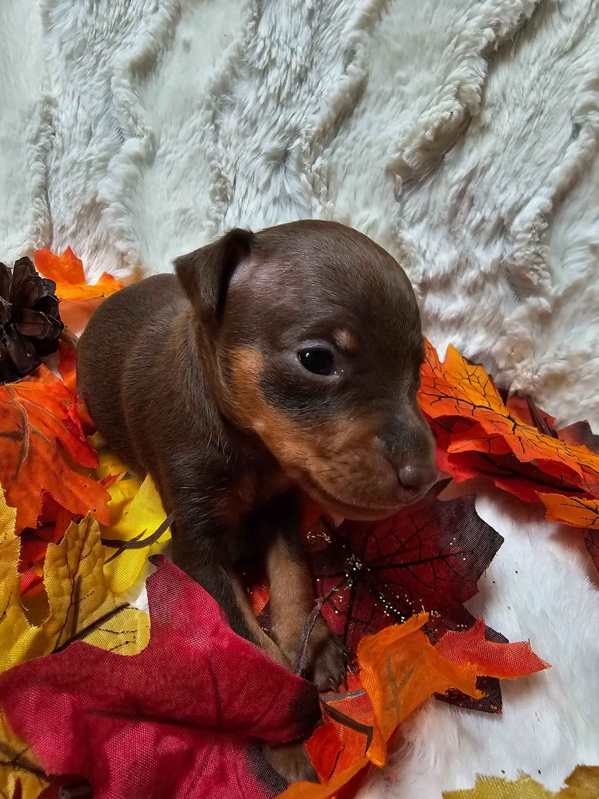 Miniature Pinscher Puppies breeder image 3