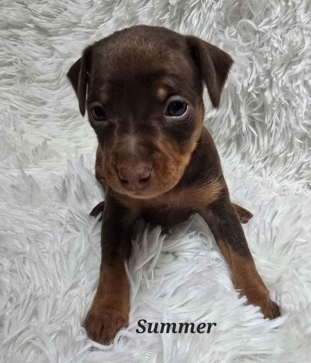 Miniature Pinscher Puppies media 2