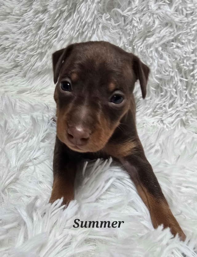 Miniature Pinscher Puppies media 3