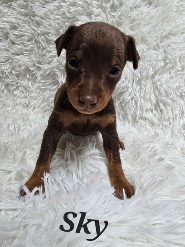 Miniature Pinscher Puppies media 4