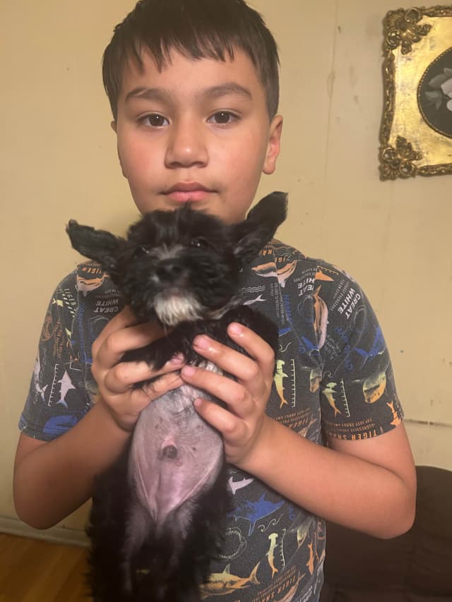 Chinese Crested Puppies media 3