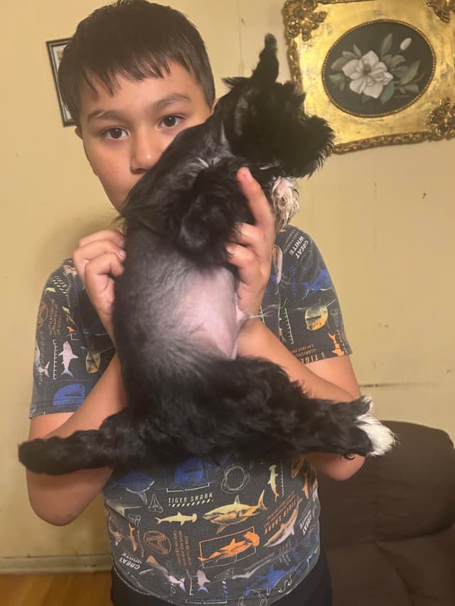 Chinese Crested Puppies media 4