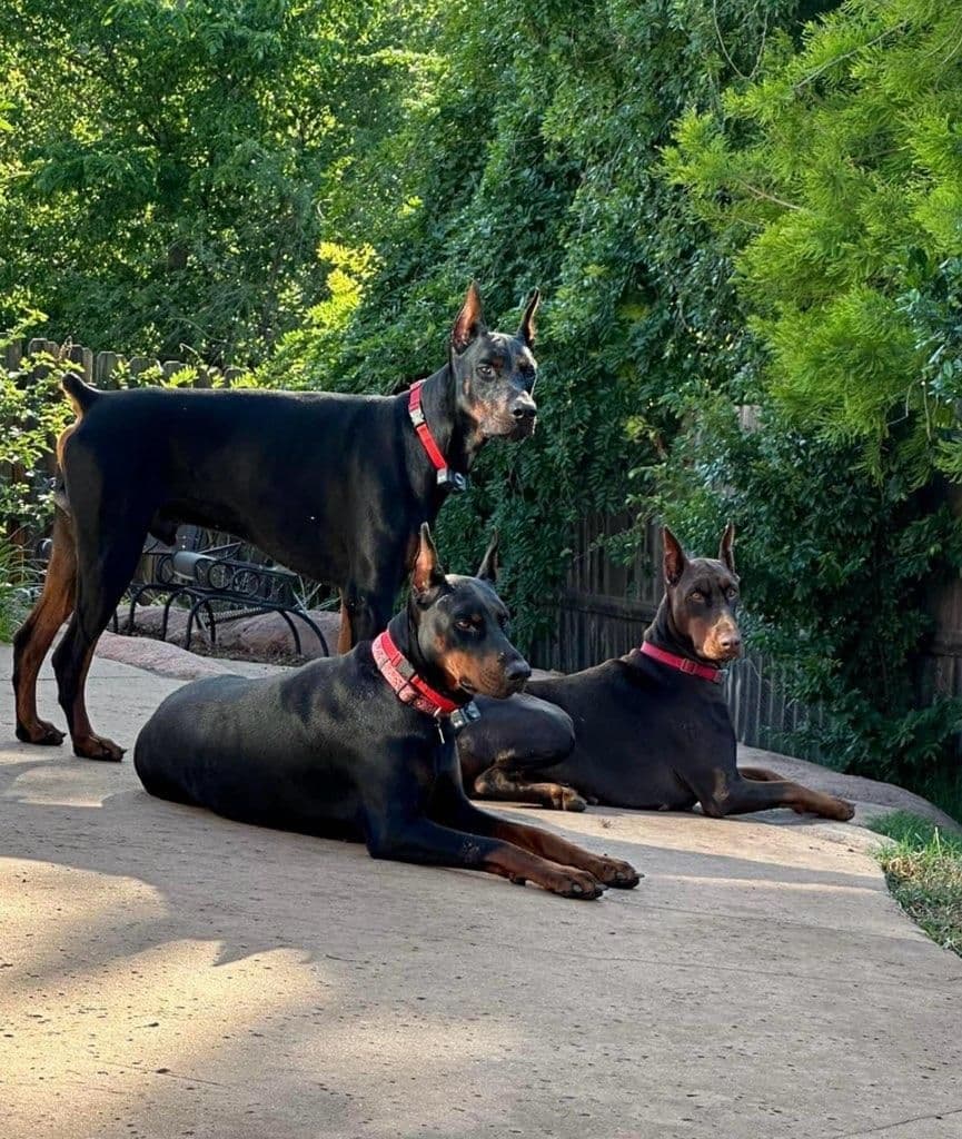 S&S Euro Dobes breeder image 1
