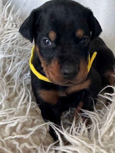 S&S Euro Dobes breeder image 5