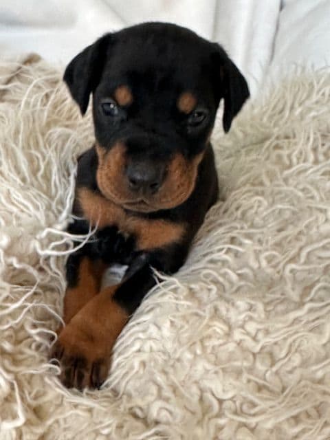 S&S Euro Dobes breeder image 4