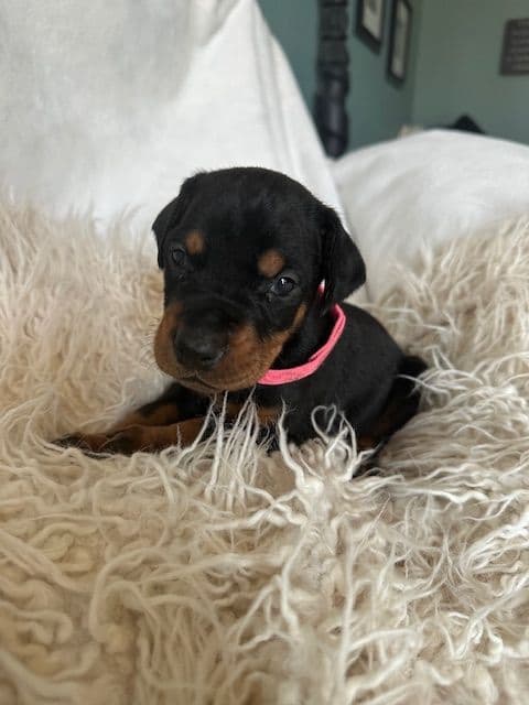 S&S Euro Dobes breeder image 6