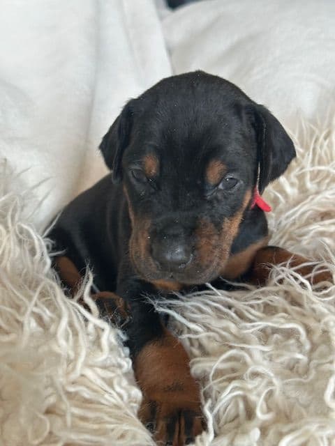 S&S Euro Dobes breeder image 7