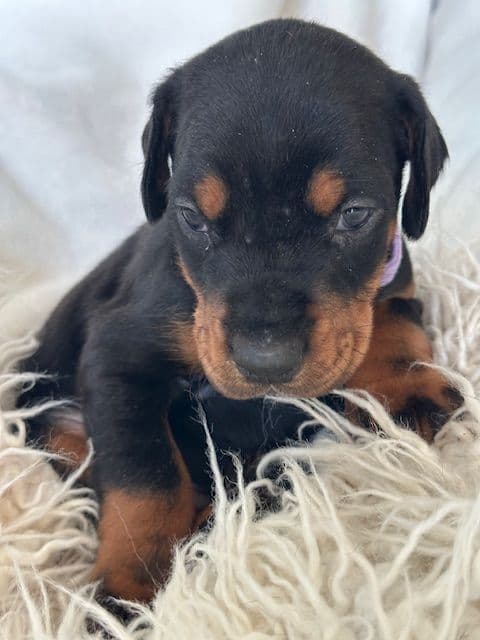 S&S Euro Dobes breeder image 8