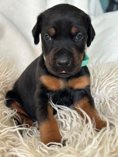 S&S Euro Dobes breeder image 9