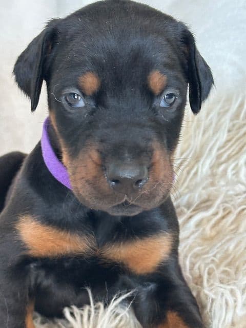 S&S Euro Dobes breeder image 11